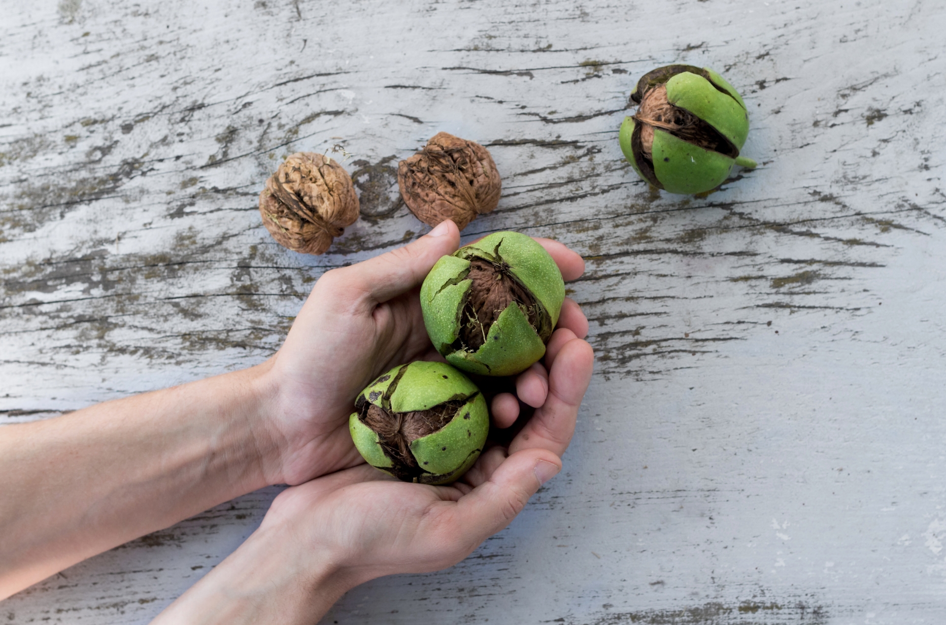 nueces en las manos