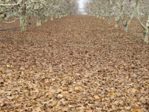 otoño nueces