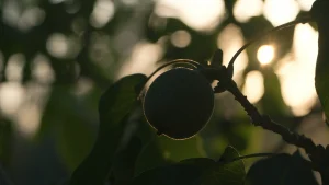 nuez en el árbol